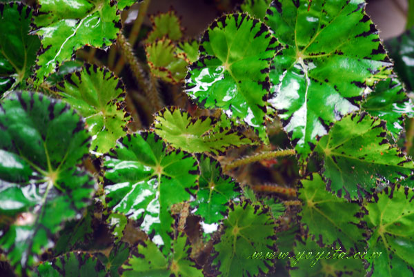 green leaves