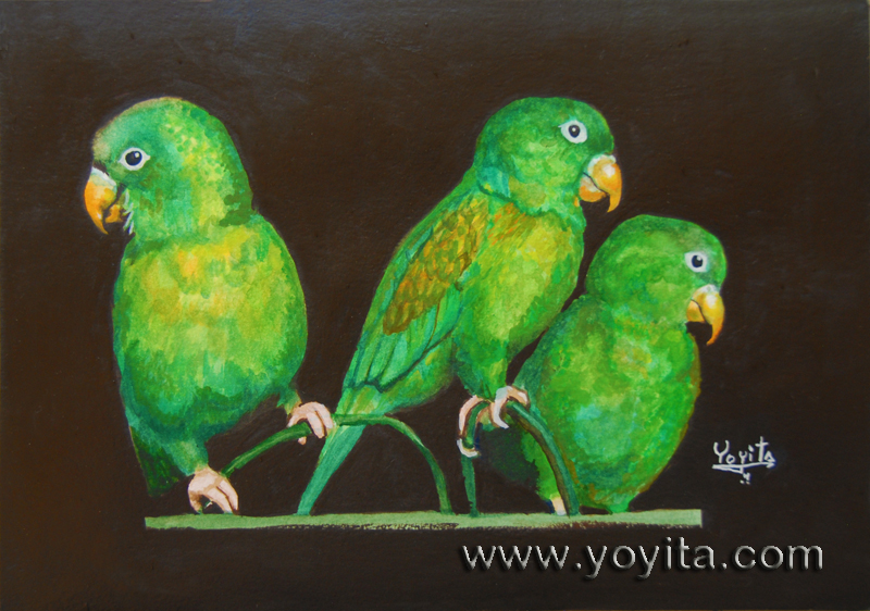 Parakeets chocoyos