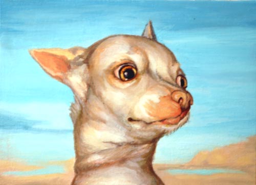 chihuahua