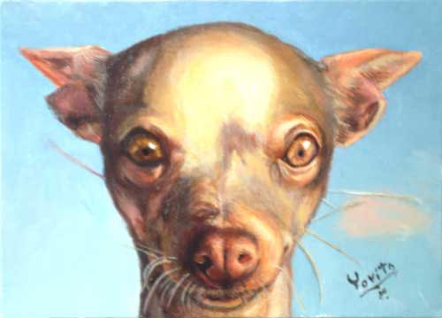 chihuahua