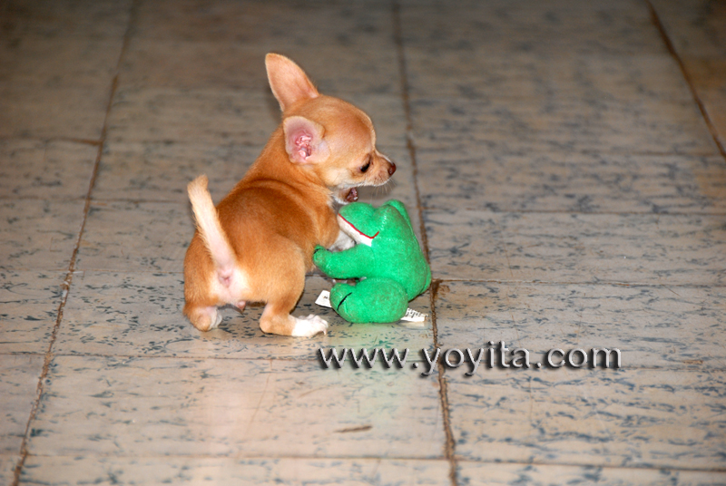 Chihuahua Bolita