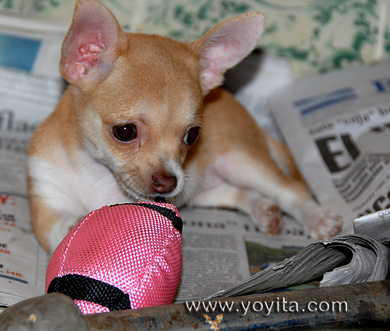 Chihuahua Bolita