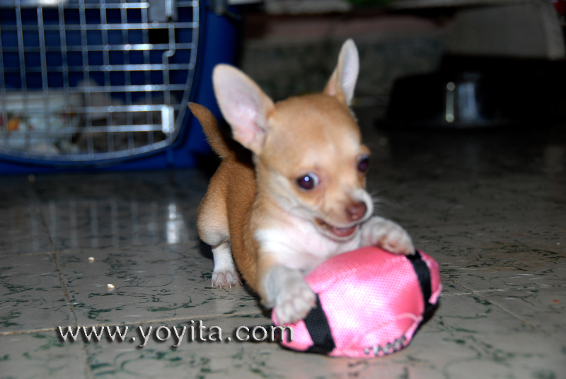 Chihuahua Bolita