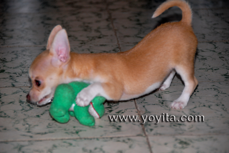 Chihuahua Bolita