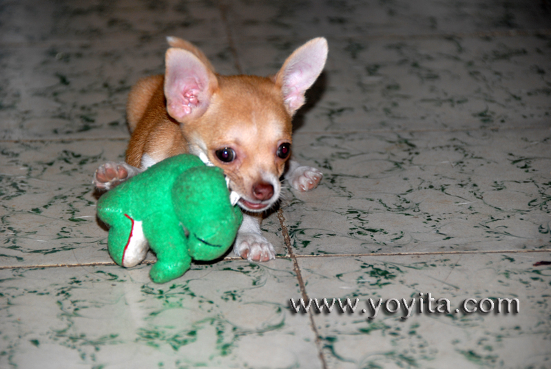 Chihuahua Bolita