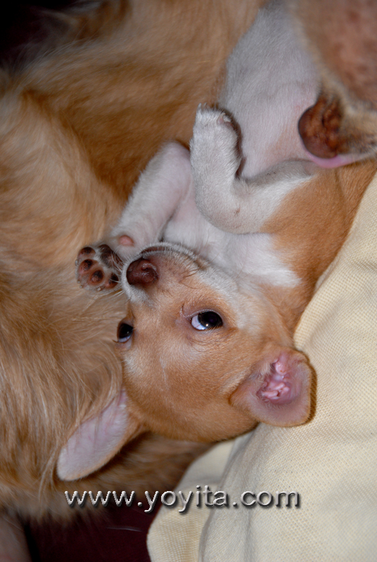 Chihuahua Bolita