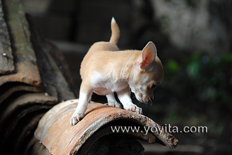 Chihuahua Bolita