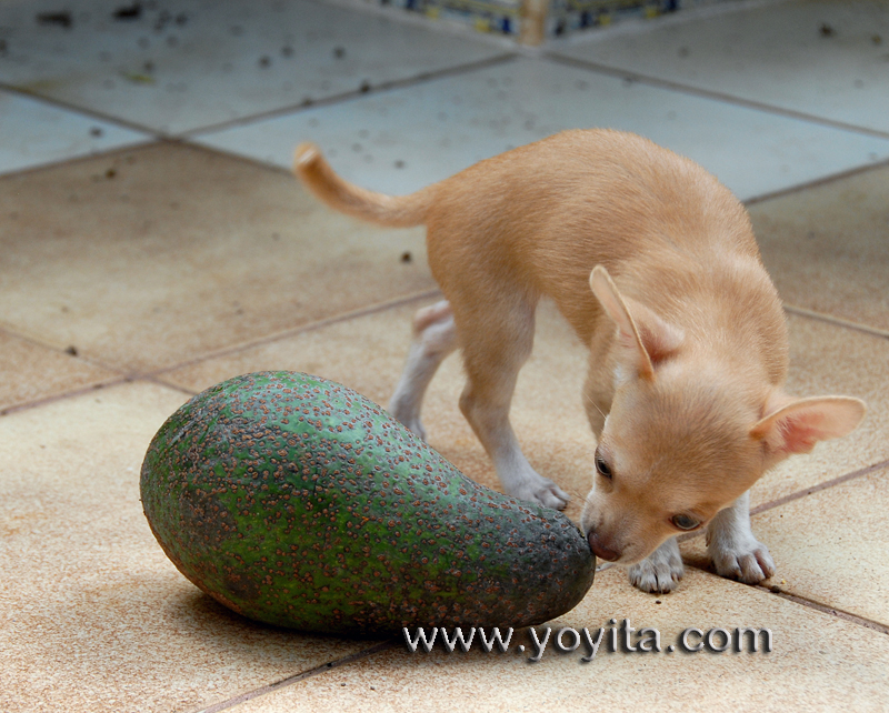 Chihuahua Bolita