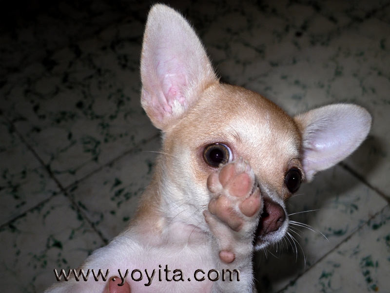 chihuahua Bolita