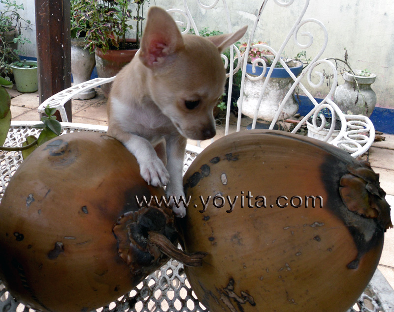 chihuahua Bolita