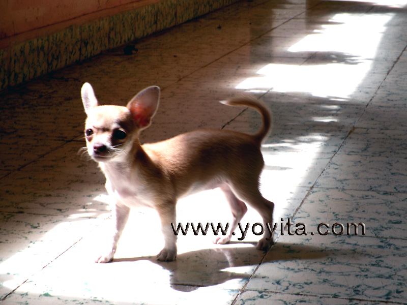 chihuahua Bolita