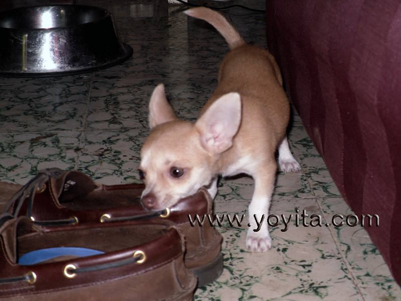 chihuahua Bolita