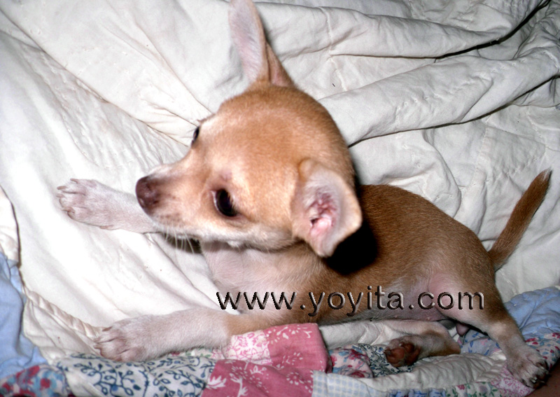 chihuahua Bolita