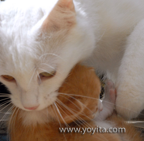 Cat mother kitten