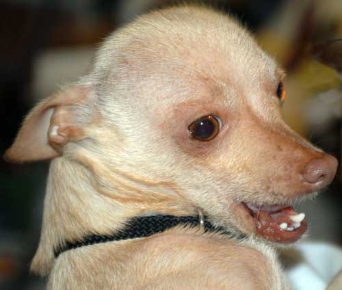 chihuahua