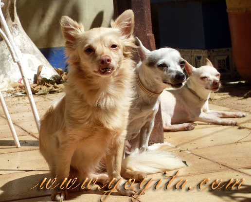 chihuahuas