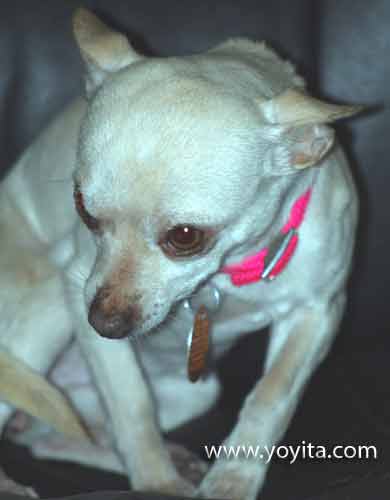 chihuahua