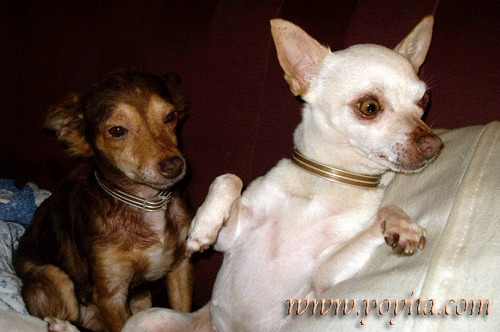 chihuahuas