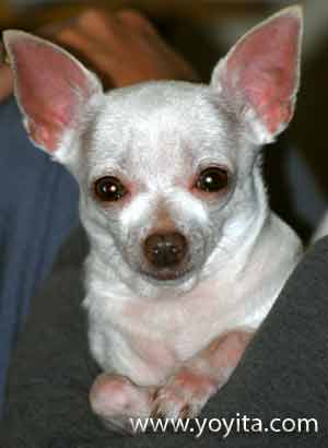 chihuahua