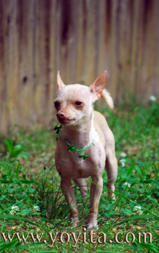 saint patricks chihuahua