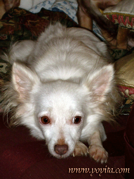 chihuahua snowball