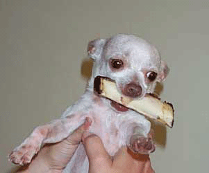 Hi, I am Cocoa. I also have a plan. I am carrying my supplies kit