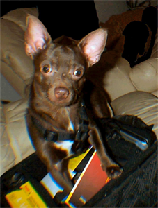 Hi, I am Pucky. My owner does not have a plan. I am going to help him develop a plan with the information on this page.