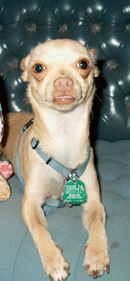 Hi, I am Twiggy. My owner does have a plan. I am going to survive with my owner