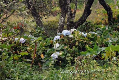 Jinotega flowers