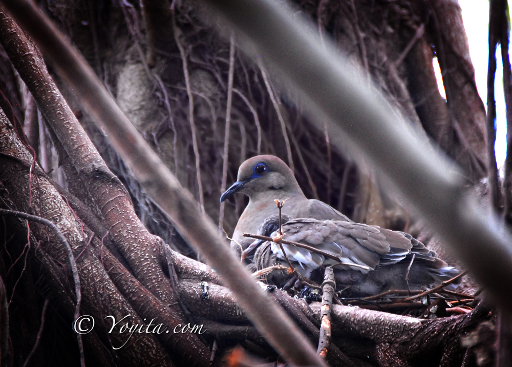 Mirahpati, Duif, ርግብ, Culfre, حمام (طير), Columbidae, ܝܘܢܐ, Palomba, Pykasu, Kitula, Göyərçinlər, কবুতর, Hún-chiáu, Галубіныя, Галубіныя, Гълъбови, Golubovi, Columbidae, Colúmbid, Holubovití, Colomen, Due, Tauben, Hasbídí, Tuvilased, Περιστερίδες, Columbidae, Kolombedoj, Uso, کبوتر, Kabutar, Dúgva, Columbidae, Colm, Calman, Pomba, કબૂતર, 비둘기, कबूतर, Golubovi, Kolombo, Columbidae, Æхсинæг, Dúfur, Columbidae, יוניים, Dara, کوتُر, Pijon, Kevok, Columba (avis), Baloži, Karveliniai, Galambfélék, പ്രാവ്, कपोताद्य, Тагтаа, ခို, Duiven (vogels), Duve (voegel), ढुकुर, 鳩, Düüwen, Duer, Duefamilien, Colomb, کگی, کوتره, Columbidae, Gołębiowate, Columbidae, Columbiformes, Urpi, Голубовы, Голубиные, Columbidae, Doo, Leeba, Dove, Holubovité, Golobi, Голубови (породица), Golub, Kyyhkyt, Duvor, Kalapati, புறா, పావురము, วงศ์นกเขา, Güvercingiller, Голубові, Họ Bồ câu, Sarapati, Duven en tortels, Balondis (paukštis), 鸠鸽科