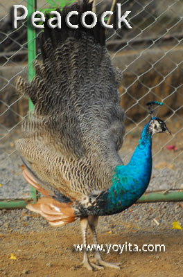 tropical rainforest animal peacock