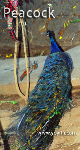 tropical rainforest animal peacock