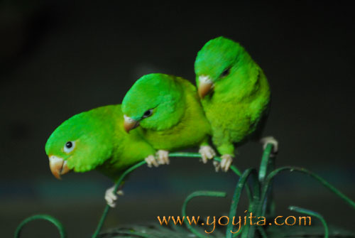 tropical rainforest animal spider parrot