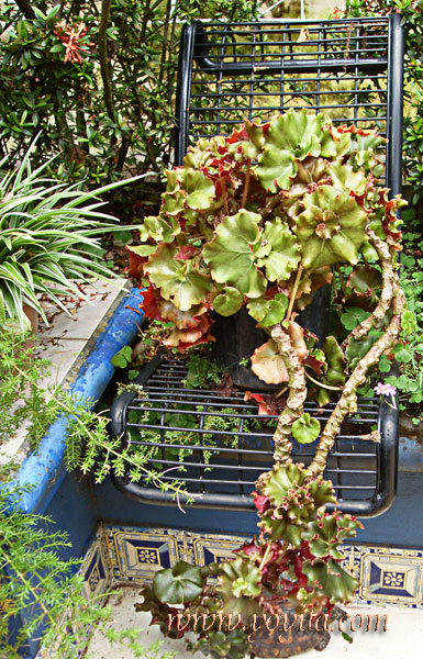 black chair with plant