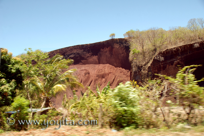 Exuberant vegetation of tropical plants and tropical flowers