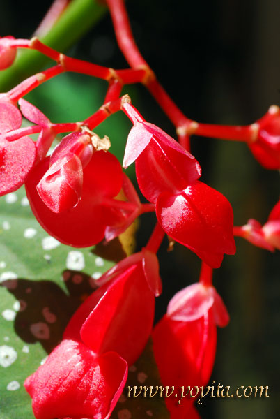 red flower 