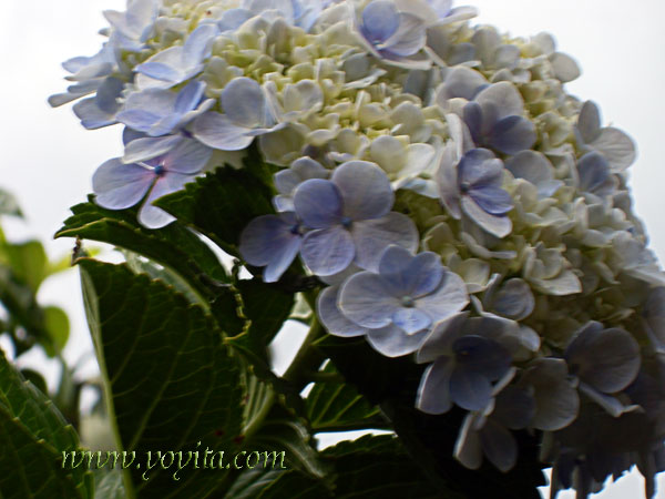 blue flowers