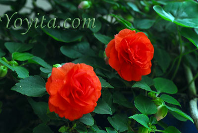 flowers roses copyright Yoyita