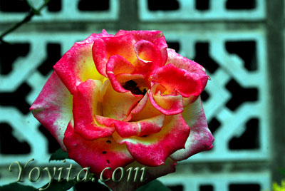 rose copyright Yoyita