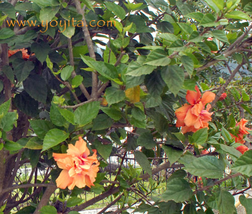 rainfores flowers