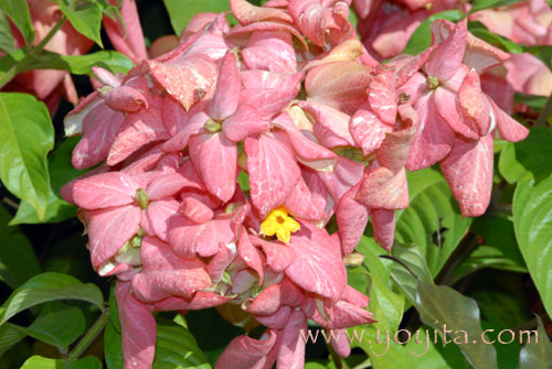 tropical flowers