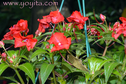 Tropical Flowers Go green