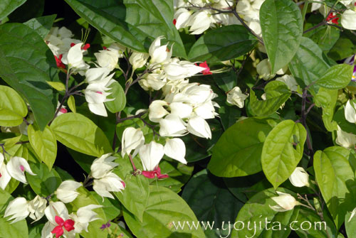 Tropical flowers Nicaragua