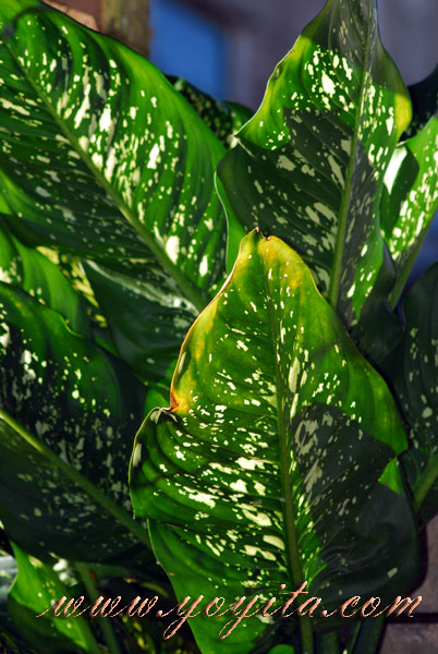 plantas de hojas largas