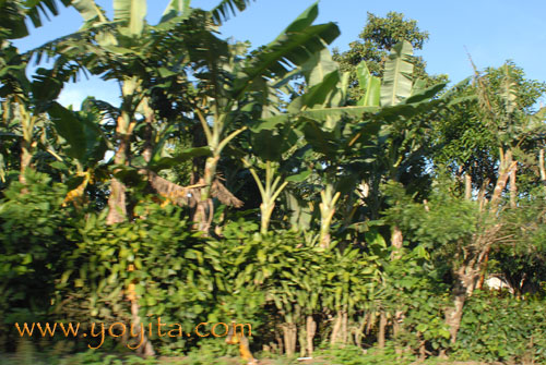 Crop of platain trees