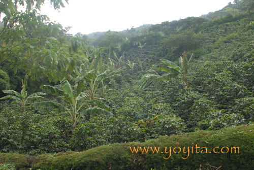 Crop of Platain trees