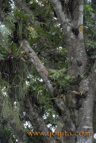 Tropical Tree with parasitic ferns and orchads Nicaragua