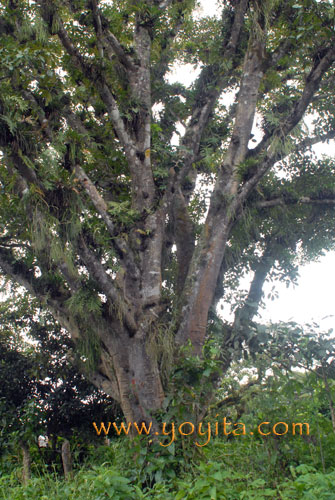 Tropical Tree with parasitic ferns and orchads Nicaragua