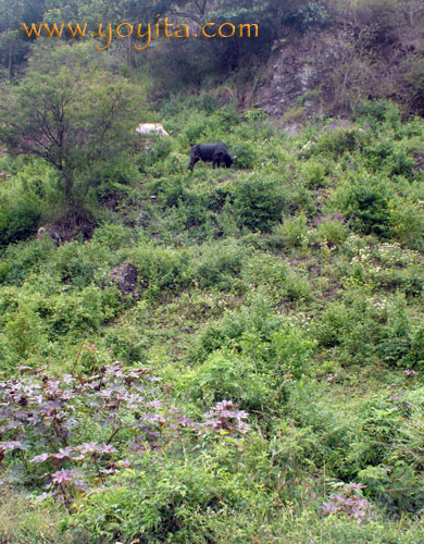 Cows on a hill