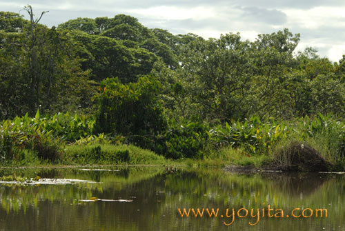 Granada Lake Tropical Flora